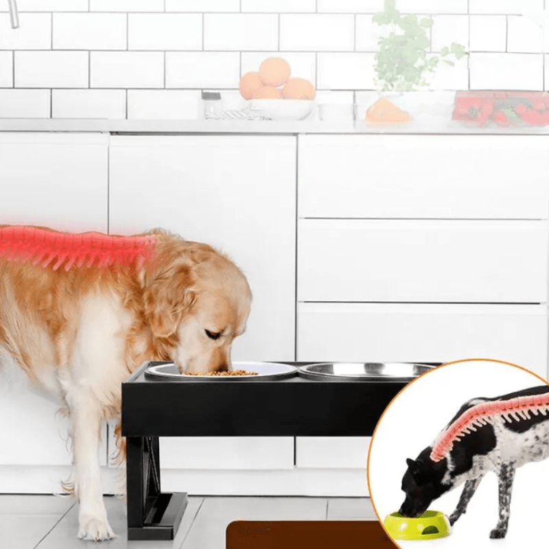 Mukava korotettu koiran kulho liukumattomalla matolla