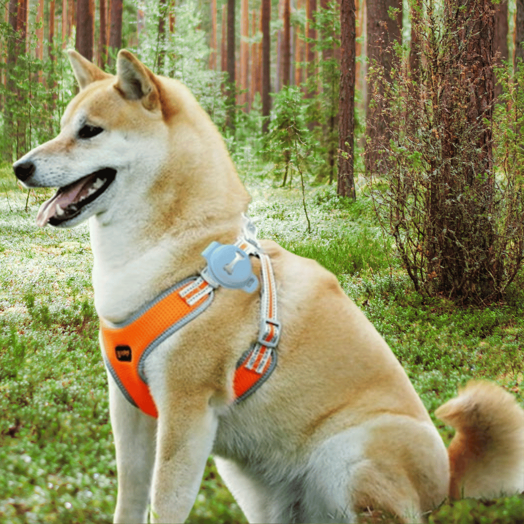 Pidä lemmikkisi luotettavana ja aina ajan tasalla